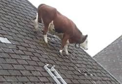 Silly cow thinkin he’s a bird on the