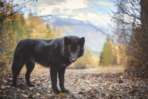 brynnecarra-photography:He pretty much suits all the seasons! 