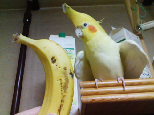 becausebirds: senseislouch: fat-little-dinos: honpun: I KNEW IT!!! Lutino tiels are actually bananas