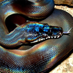 sixpenceee:  These iridescent snakes are gorgeous. The one on the right is a white-lipped python. 