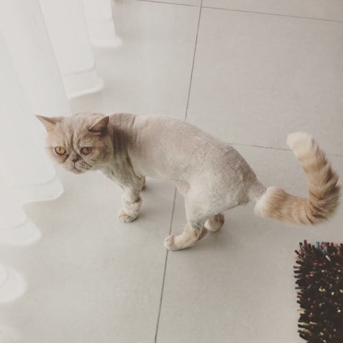 nannaarnadottir: My cat Jabba is sad about his new haircut. It was done in his best interest to beat