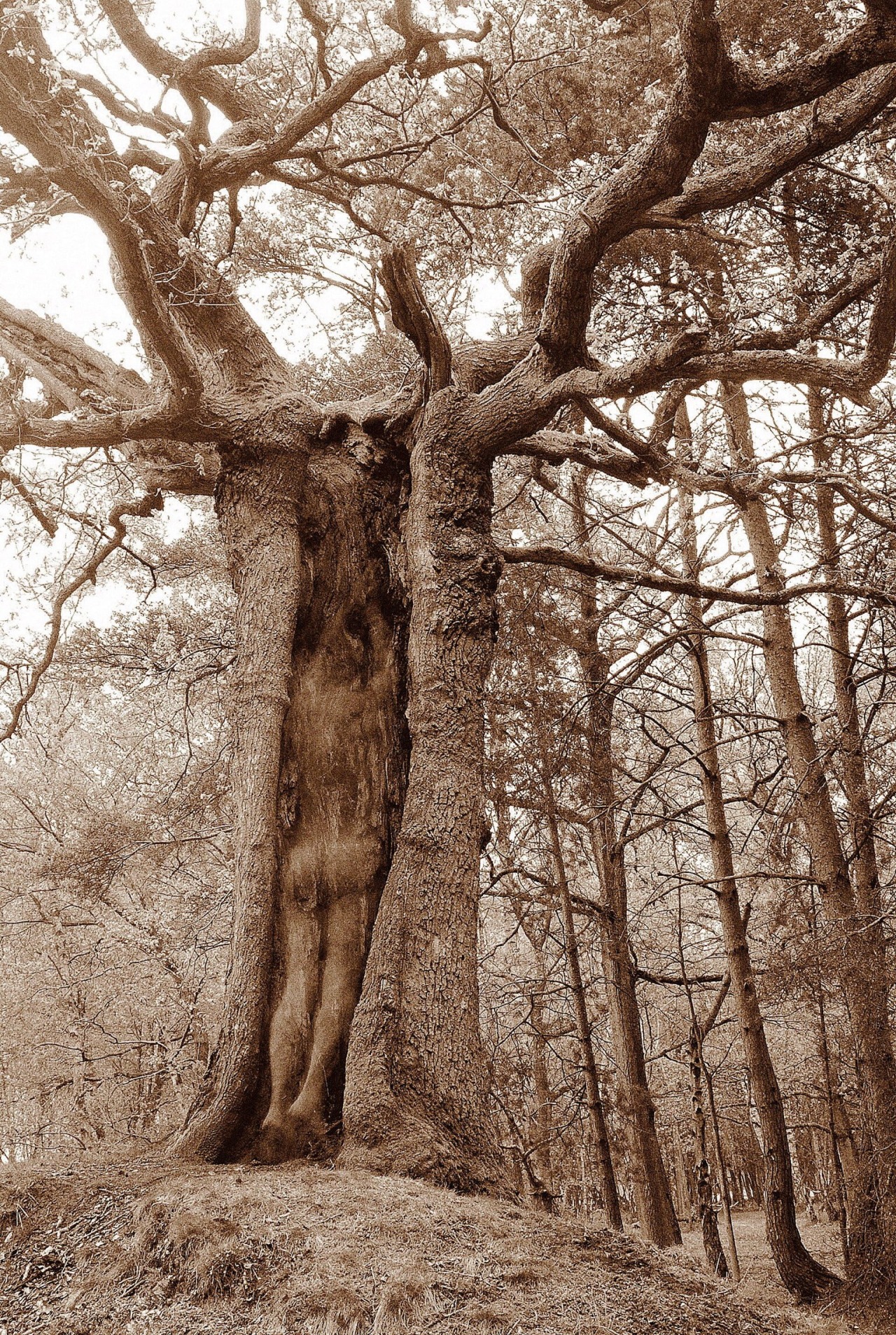 ourgentlemensclub:  Wow…this is amazing! The details in the trees and the monotone