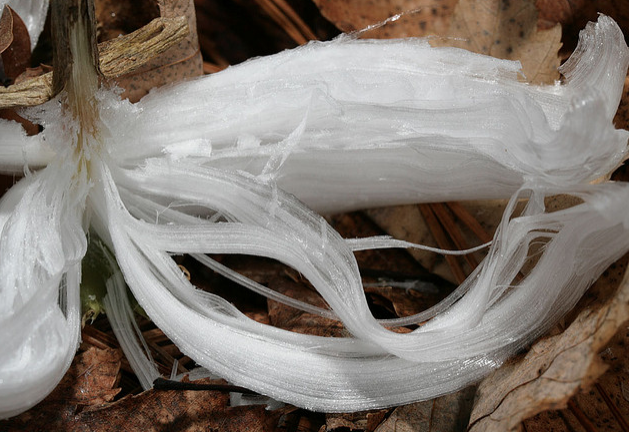 did-you-kno:  A frost flower is created on autumn or early winter mornings when ice