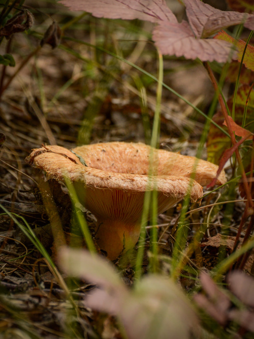  Lactarius torminosus, woolly milkcap, karvarousku