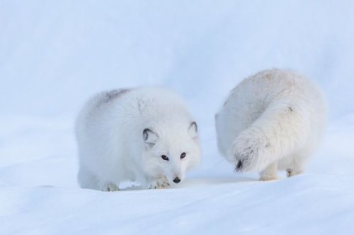 Porn Pics thelittleredfox:  Arctic Fox Pair by Sandy