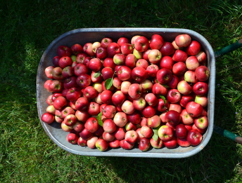 allthingssoulful-garden:It’s been 4 years since the last time we had a proper apple harvest, every y