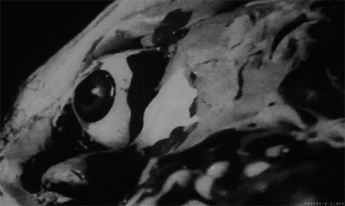laughingtillweredead:  B&amp;W/ Horror Movies/ Psychotic