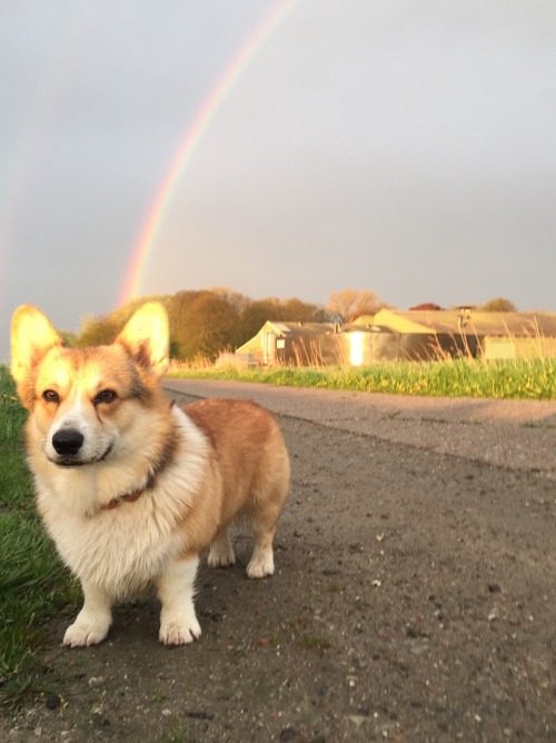 mr-speebunkles-the-corgi:Found a pot of corg at the end of the rainbow.