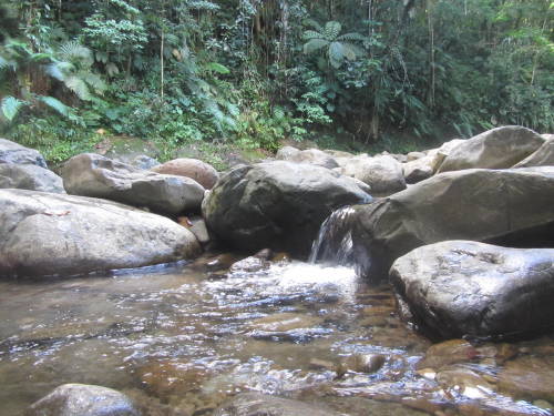 shootingmartinique:Guadeloupe 2012 -Basse-Terre