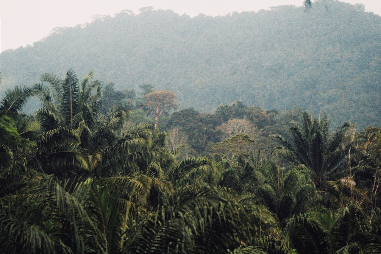 venus-garden:  la selva lacandona