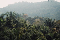 venus-garden:  la selva lacandona