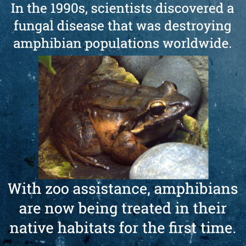 zoossavingspecies:Zoos help, support, and lead conservation efforts. In doing so they save species f