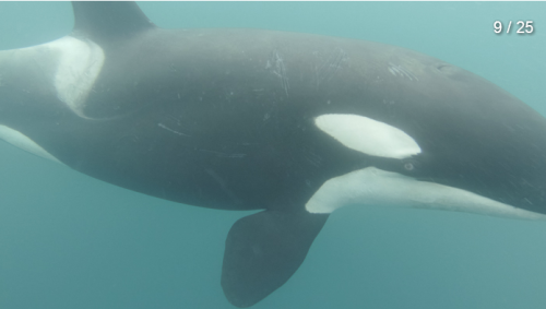 theincredibleorca:arlluk:kohola-kai:Underwater images of Japanese resident Orca, captured by n