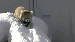 gifsboom:  Red Panda playing in the snow