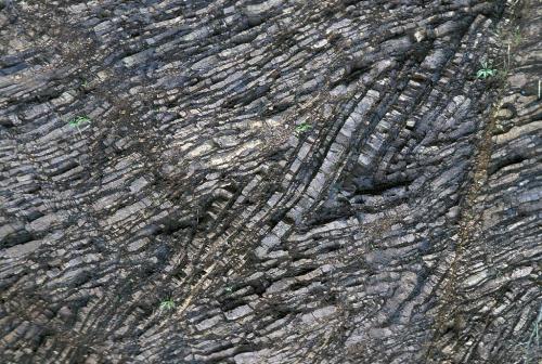 KinkyThese rocks have had an interesting life. This photo shows layers of chert from the Franciscan 