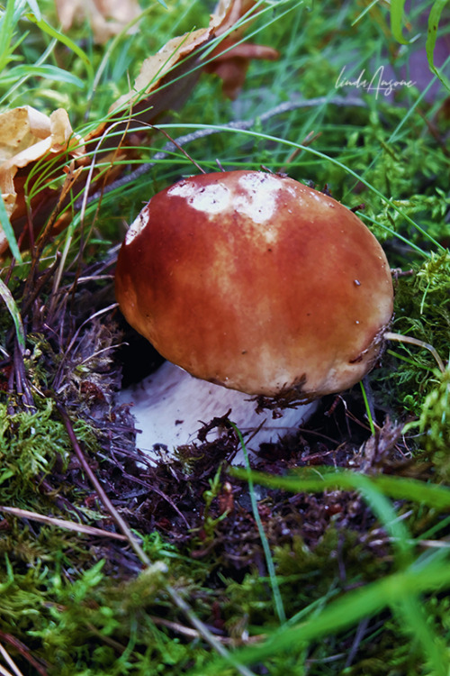 Boletus sp. (edulis, pinophilus, reticulatus)