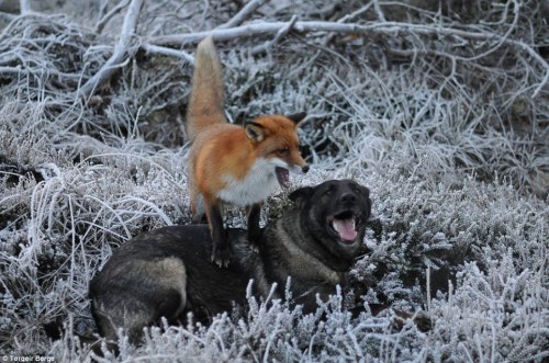 archiemcphee: Today the Department of Unexpected Interspecies Friendship shows us a real life example of The Fox and the Hound currently taking place in a forest in Norway. Sniffer the wild fox and Tinni the domestic dog first met by chance while Tinni