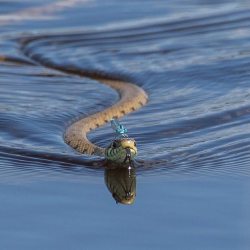 viralthings:Dragonfly riding a snake