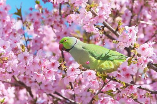 28 February 2021. Male wild rose-ringed parakeet on a sakura tree (Cerasus lannesiana оr Kawazu-zak