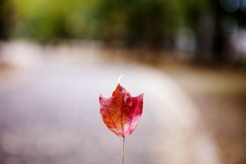 colourful leaf