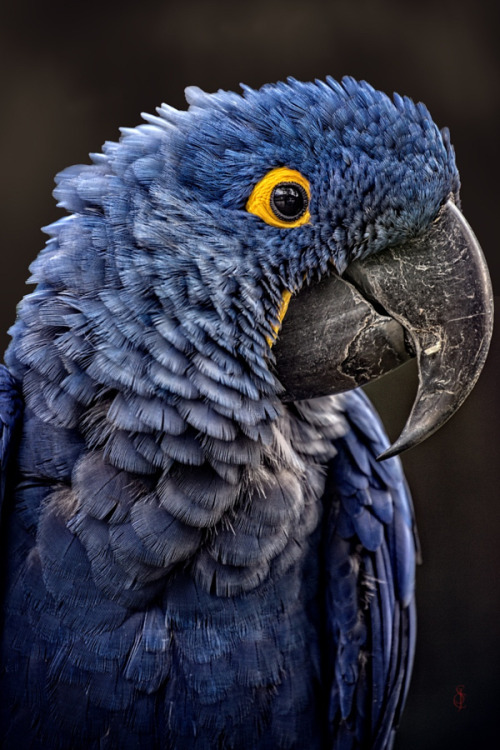 drxgonfly:Hyacinth macaw (Anodorhynchus hyacinthinus) (by Jean-Claude Sch.)