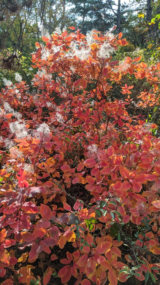"There Is No Better Time Than The Autumn To Begin Forgetting The Things That Trouble Us, Allowing Them