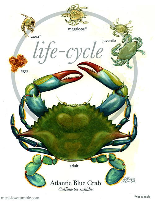 The finish of my Atlantic Blue Crab life cycle painting. I might fuss around with the type design a 