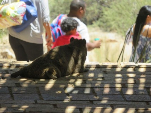 The Rock Hyrax, Also Called Dassie, Cape Hyrax, Rock Rabbit, And (in The King James Bible) Coney, Is