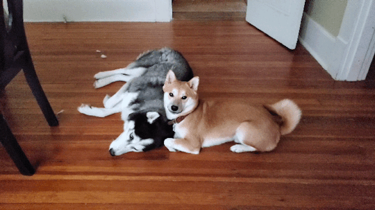 kyuubi-the-shiba:Herro yes I like to annoy porn pictures