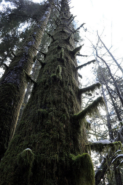 tynanphillipsphotography:  The rainforest of the Pacific Northwest 3 on Flickr. Denman Island, BC, Canada. Taken February 24th, 2014. Please do not remove credit. Buy prints online       Like my Facebook page 