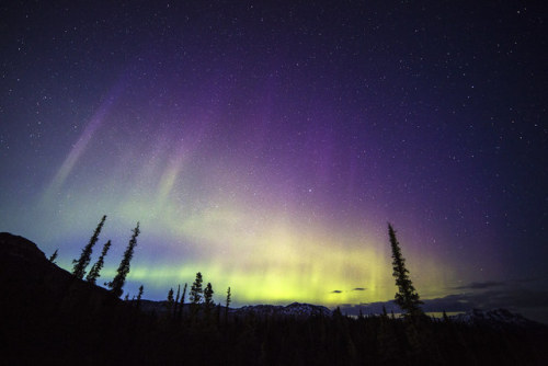The Aurora Borelis Over Denali National Park, Alaska.