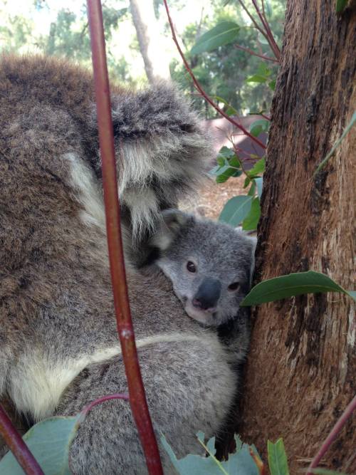 Koala Joey Blooms at Taronga Zoo Taronga Western Plains Zoo in New South Wales, Australia, has a lov