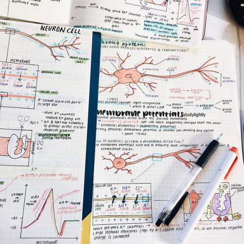 studylightly:33118 | soo my current life consists of rewriting notes on the nervous system numerous 