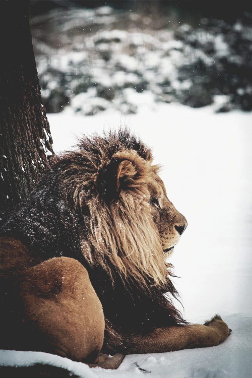 wearevanity:  Snow Lion | WAV 