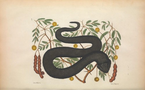 nevver:Serpentes, Biodiversity Heritage Library