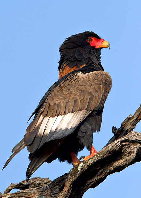traversefamilypicnic:  iguanamouth:  man who cares about bald eagles have you ever seen a harpy eagle  or an african crowned eagle  or the crested eagle  the little eagle  the philippine eagle  black and white hawk eagle  and the bateleur eagle   eags