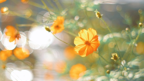 The Brilliance Of Golden Cosmos