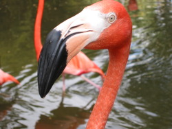 oldflorida:  Flamingo Friday! 
