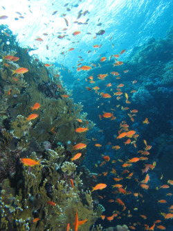 breathtakingdestinations:  Gota Sorayer - Red Sea - Egypt (von Derek Keats)