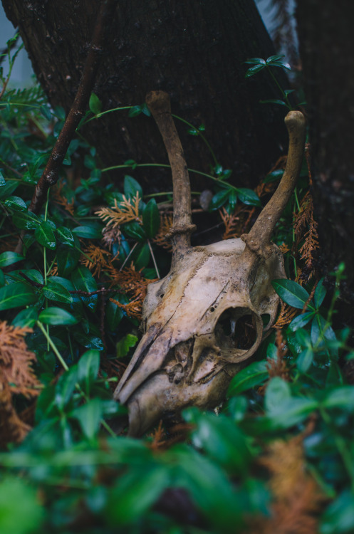Deer Skull, Bremerton