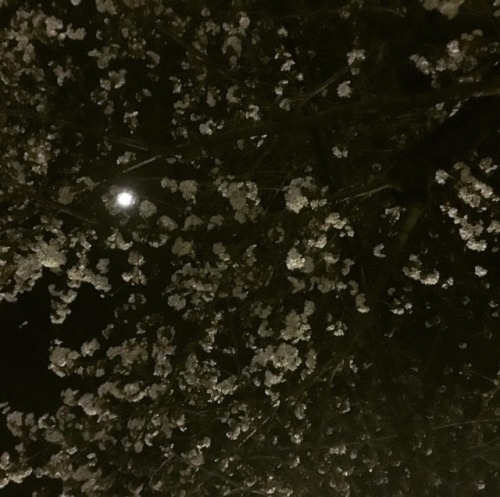 Moon and cherry blossom .. Haven’t full bloomed but still beautiful #Sakura #lovejapan #loveja