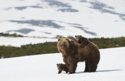 weirdrussians:Parenting done right. Btw, the photographer is looking for some financial support to make movie about bears. http://goo.gl/yBWk29 Bringing your own cubs to such an adverse and hostile existence is “good parenting“??