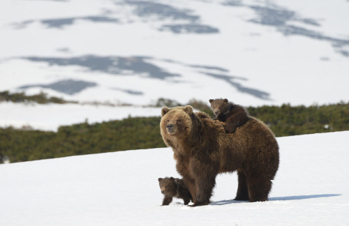 weirdrussians:Parenting done right. Btw, the photographer is looking for some financial support to make movie about bears. http://goo.gl/yBWk29 Bringing your own cubs to such an adverse and hostile existence is “good parenting“??