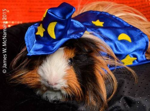 cappucino the guinea pig for national dress up your pet day