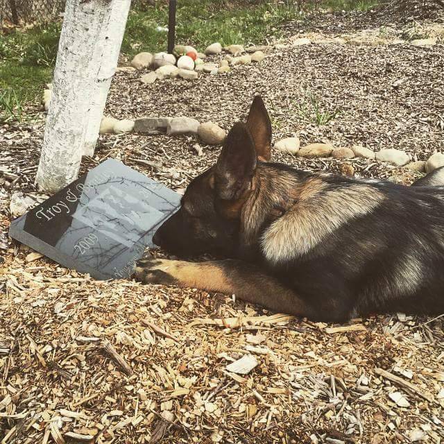 awwww-cute:  Took Timber to see his brothers for the first time since they passed.