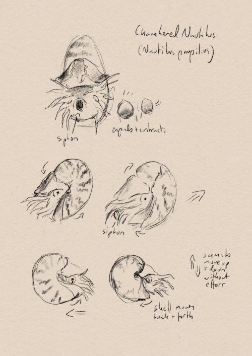  Cephalopod locomotion studies 