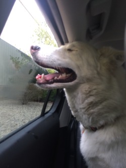furything:  On the way to the dog park