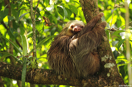 thatslothblog:  such a happy lil guy