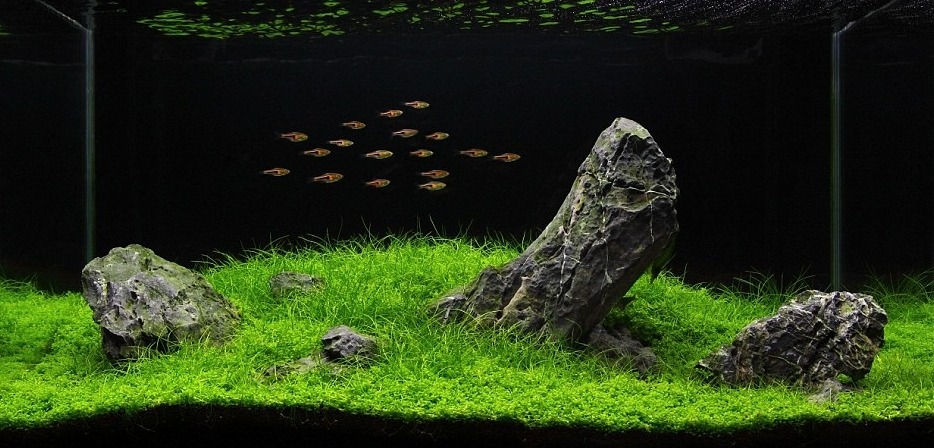 pocketpenniless:  Phenomenal aquarium designs! 