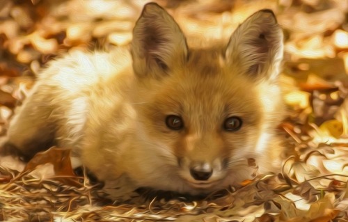 everythingfox:Spirit FoxPhoto by Story of My Life